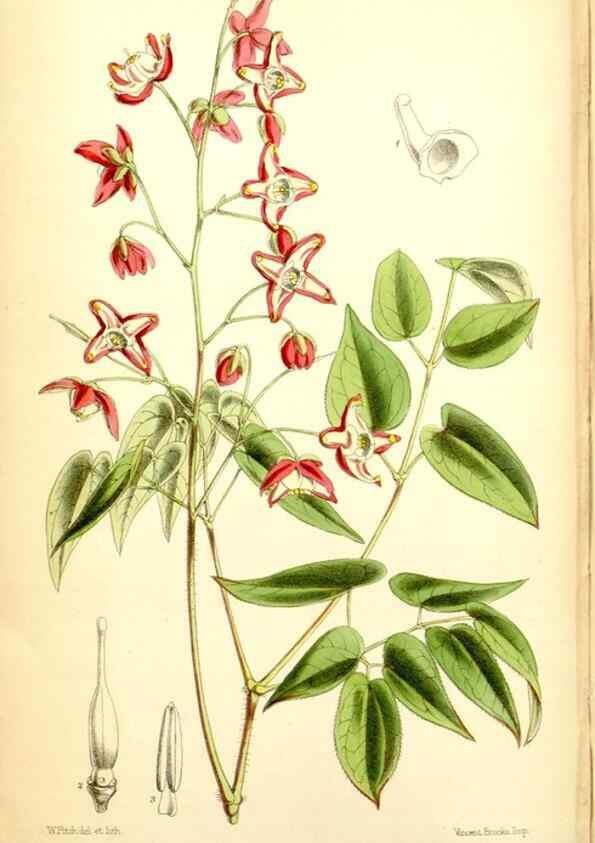 Reproducción/Reproduction 34465014063: Curtis's botanical magazine.. London ; New York [etc.] :Academic Press [etc.]