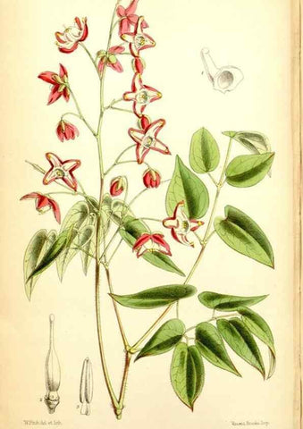 Reproducción/Reproduction 34465014063: Curtis's botanical magazine.. London ; New York [etc.] :Academic Press [etc.]