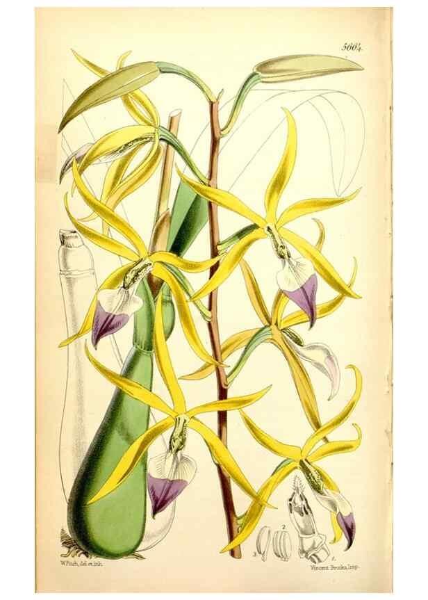 Reproducción/Reproduction 34887375260: Curtis's botanical magazine.. London ; New York [etc.] :Academic Press [etc.]