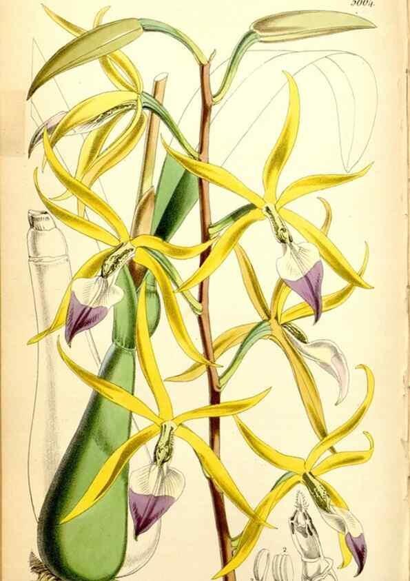 Reproducción/Reproduction 34887375260: Curtis's botanical magazine.. London ; New York [etc.] :Academic Press [etc.]