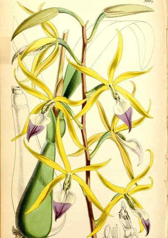 Reproducción/Reproduction 34887375260: Curtis's botanical magazine.. London ; New York [etc.] :Academic Press [etc.]
