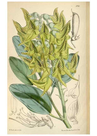 Reproducción/Reproduction 34465346173: Curtis's botanical magazine.. London ; New York [etc.] :Academic Press [etc.]