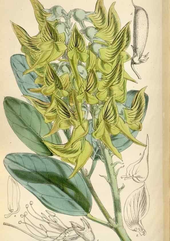 Reproducción/Reproduction 34465346173: Curtis's botanical magazine.. London ; New York [etc.] :Academic Press [etc.]