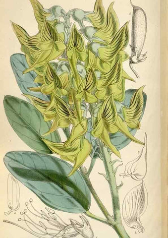 Reproducción/Reproduction 34465346173: Curtis's botanical magazine.. London ; New York [etc.] :Academic Press [etc.]