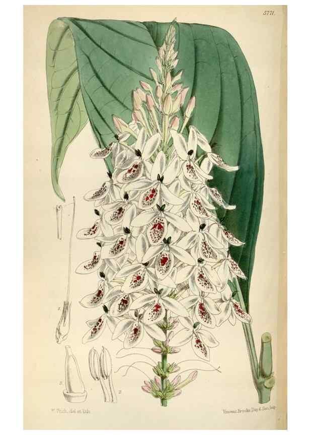 Reproducción/Reproduction 35275040615: Curtis's botanical magazine.. London ; New York [etc.] :Academic Press [etc.]