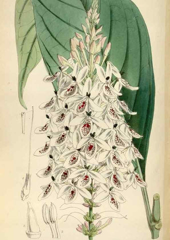 Reproducción/Reproduction 35275040615: Curtis's botanical magazine.. London ; New York [etc.] :Academic Press [etc.]