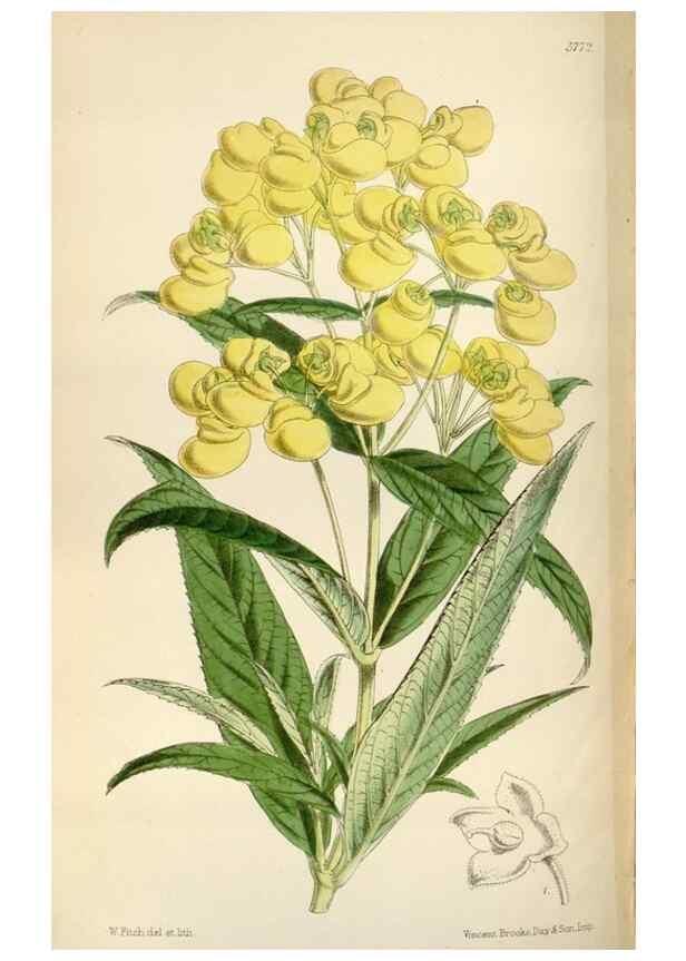 Reproducción/Reproduction 35275041875: Curtis's botanical magazine.. London ; New York [etc.] :Academic Press [etc.]
