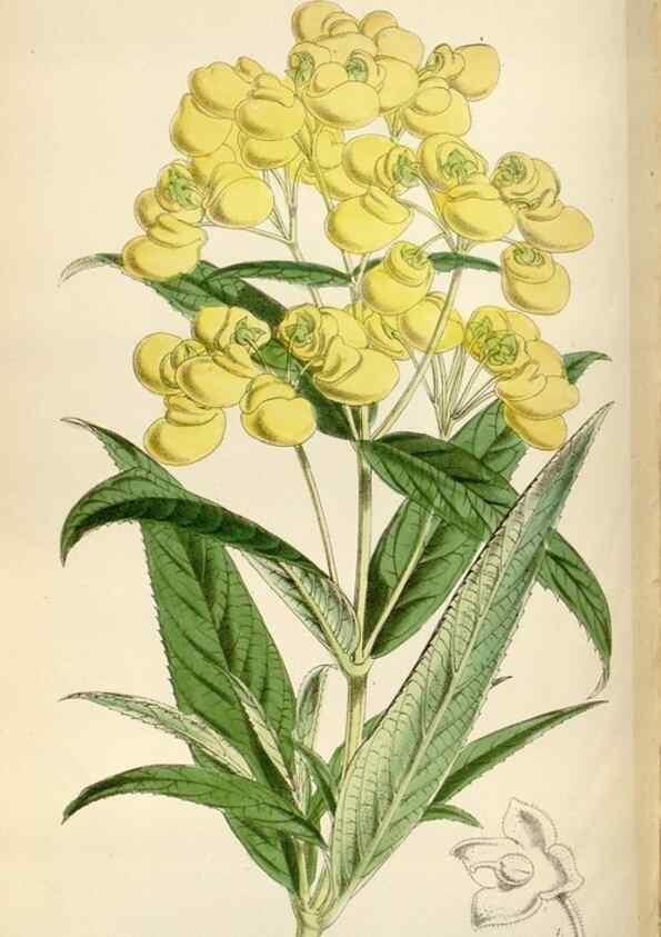 Reproducción/Reproduction 35275041875: Curtis's botanical magazine.. London ; New York [etc.] :Academic Press [etc.]