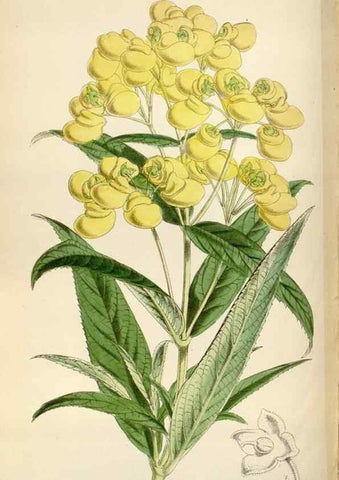 Reproducción/Reproduction 35275041875: Curtis's botanical magazine.. London ; New York [etc.] :Academic Press [etc.]
