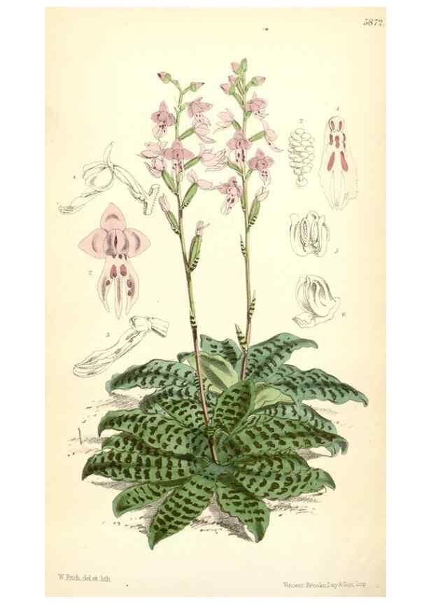 Reproducción/Reproduction 35145082791: Curtis's botanical magazine.. London ; New York [etc.] :Academic Press [etc.]