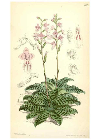 Reproducción/Reproduction 35145082791: Curtis's botanical magazine.. London ; New York [etc.] :Academic Press [etc.]