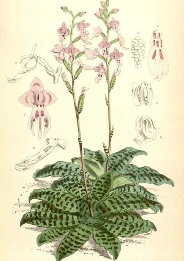 Reproducción/Reproduction 35145082791: Curtis's botanical magazine.. London ; New York [etc.] :Academic Press [etc.]