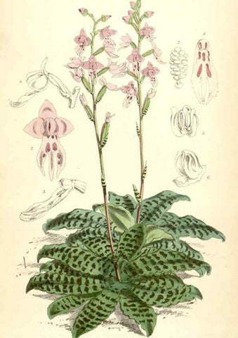 Reproducción/Reproduction 35145082791: Curtis's botanical magazine.. London ; New York [etc.] :Academic Press [etc.]