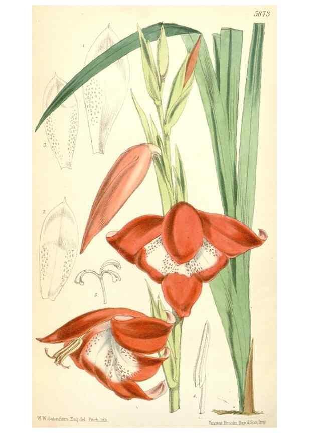 Reproducción/Reproduction 35145086211: Curtis's botanical magazine.. London ; New York [etc.] :Academic Press [etc.]