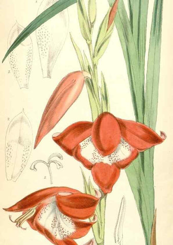 Reproducción/Reproduction 35145086211: Curtis's botanical magazine.. London ; New York [etc.] :Academic Press [etc.]