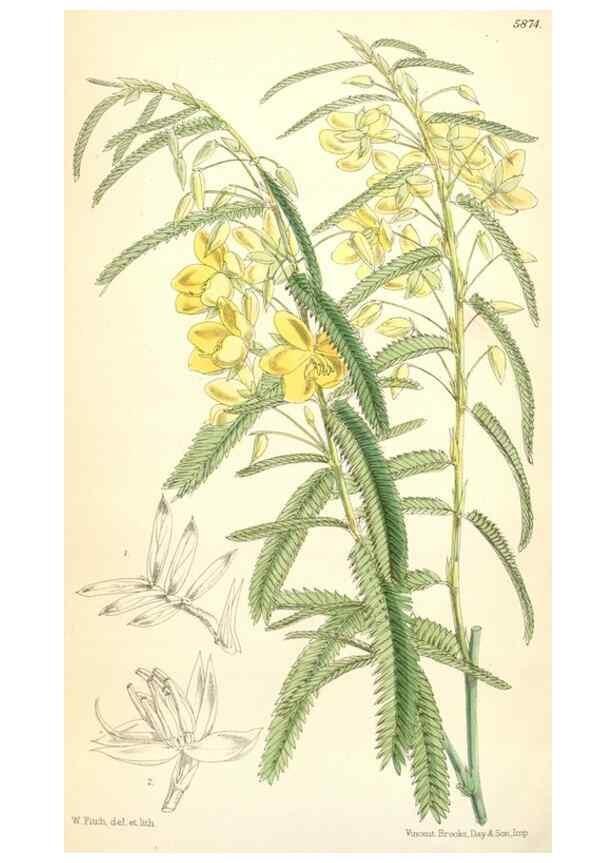 Reproducción/Reproduction 35108764312: Curtis's botanical magazine.. London ; New York [etc.] :Academic Press [etc.]