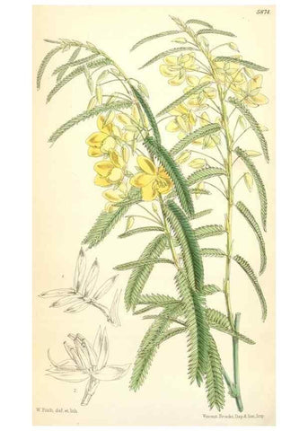 Reproducción/Reproduction 35108764312: Curtis's botanical magazine.. London ; New York [etc.] :Academic Press [etc.]