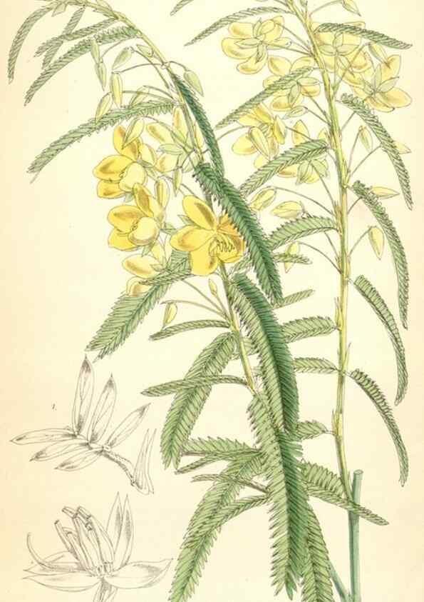 Reproducción/Reproduction 35108764312: Curtis's botanical magazine.. London ; New York [etc.] :Academic Press [etc.]