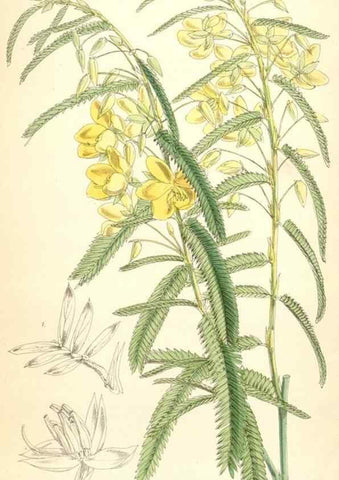 Reproducción/Reproduction 35108764312: Curtis's botanical magazine.. London ; New York [etc.] :Academic Press [etc.]