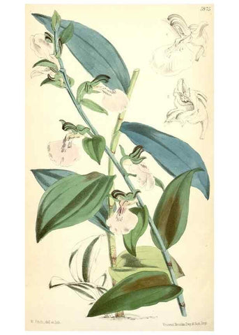 Reproducción/Reproduction 35234800196: Curtis's botanical magazine.. London ; New York [etc.] :Academic Press [etc.]