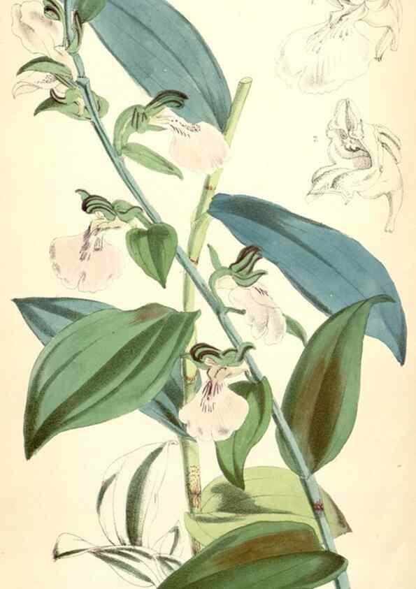 Reproducción/Reproduction 35234800196: Curtis's botanical magazine.. London ; New York [etc.] :Academic Press [etc.]