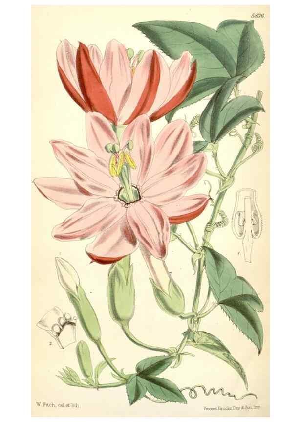 Reproducción/Reproduction 34431443274: Curtis's botanical magazine.. London ; New York [etc.] :Academic Press [etc.]