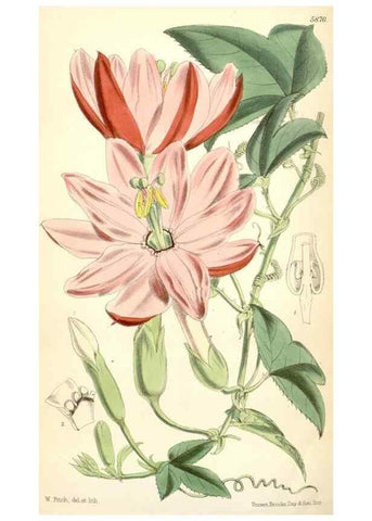 Reproducción/Reproduction 34431443274: Curtis's botanical magazine.. London ; New York [etc.] :Academic Press [etc.]