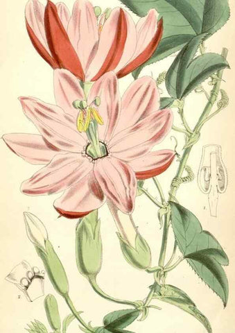 Reproducción/Reproduction 34431443274: Curtis's botanical magazine.. London ; New York [etc.] :Academic Press [etc.]