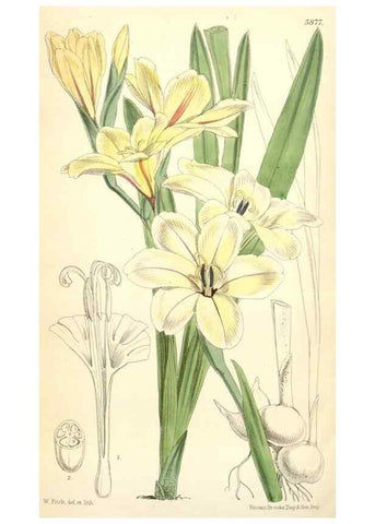 Reproducción/Reproduction 34431444894: Curtis's botanical magazine.. London ; New York [etc.] :Academic Press [etc.]