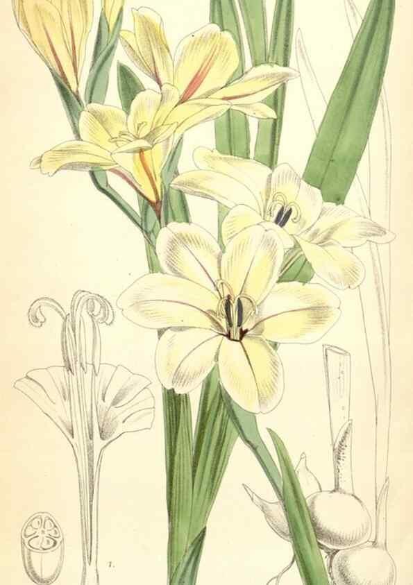 Reproducción/Reproduction 34431444894: Curtis's botanical magazine.. London ; New York [etc.] :Academic Press [etc.]