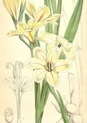 Reproducción/Reproduction 34431444894: Curtis's botanical magazine.. London ; New York [etc.] :Academic Press [etc.]