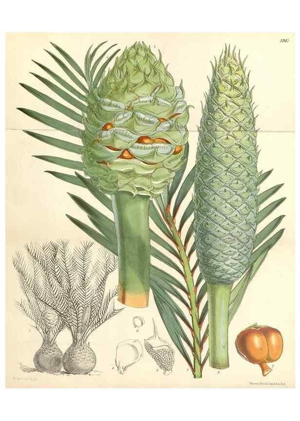 Reproducción/Reproduction 35275481615: Curtis's botanical magazine.. London ; New York [etc.] :Academic Press [etc.]