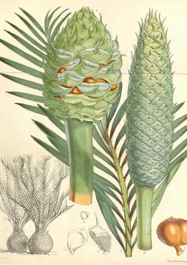 Reproducción/Reproduction 35275481615: Curtis's botanical magazine.. London ; New York [etc.] :Academic Press [etc.]