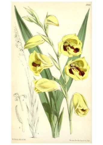Reproducción/Reproduction 35275483825: Curtis's botanical magazine.. London ; New York [etc.] :Academic Press [etc.]