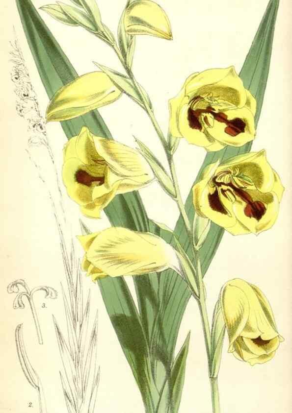 Reproducción/Reproduction 35275483825: Curtis's botanical magazine.. London ; New York [etc.] :Academic Press [etc.]