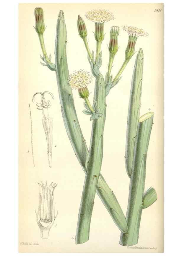Reproducción/Reproduction 34431614754: Curtis's botanical magazine.. London ; New York [etc.] :Academic Press [etc.]