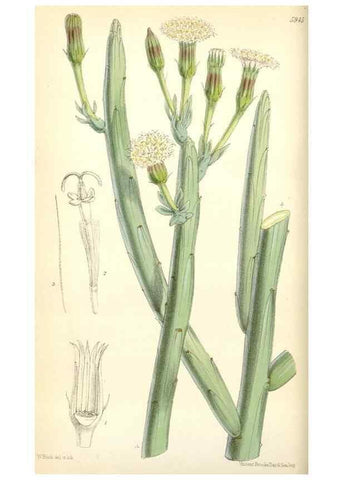 Reproducción/Reproduction 34431614754: Curtis's botanical magazine.. London ; New York [etc.] :Academic Press [etc.]