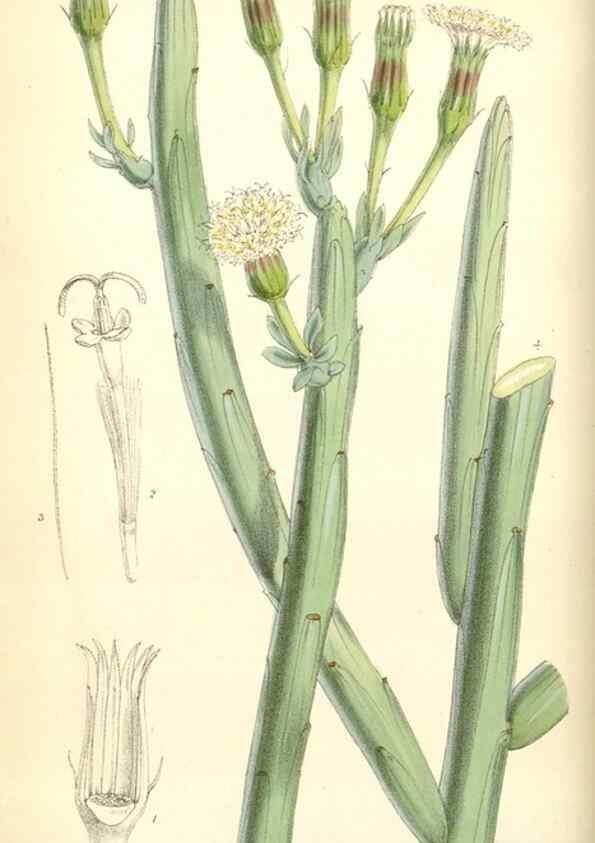 Reproducción/Reproduction 34431614754: Curtis's botanical magazine.. London ; New York [etc.] :Academic Press [etc.]