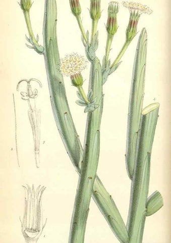 Reproducción/Reproduction 34431614754: Curtis's botanical magazine.. London ; New York [etc.] :Academic Press [etc.]