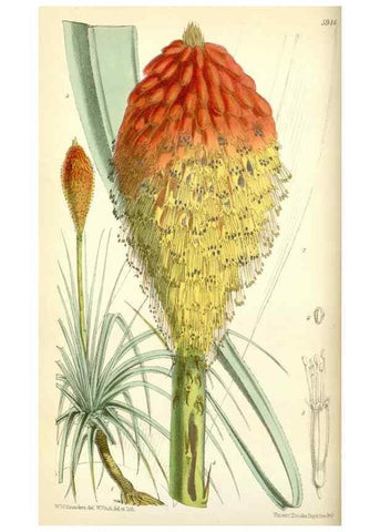 Reproducción/Reproduction 35275488865: Curtis's botanical magazine.. London ; New York [etc.] :Academic Press [etc.]