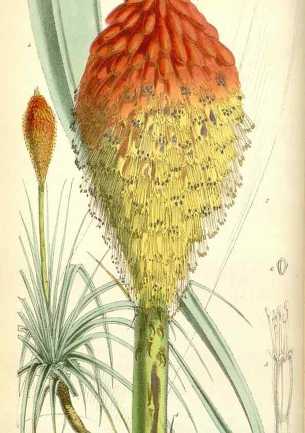 Reproducción/Reproduction 35275488865: Curtis's botanical magazine.. London ; New York [etc.] :Academic Press [etc.]