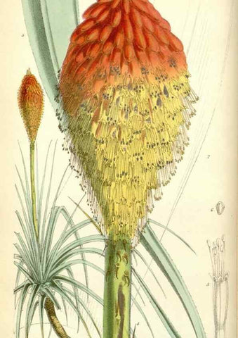 Reproducción/Reproduction 35275488865: Curtis's botanical magazine.. London ; New York [etc.] :Academic Press [etc.]