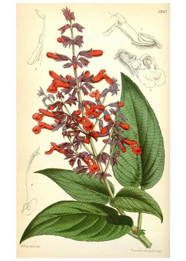 Reproducción/Reproduction 35234987866: Curtis's botanical magazine.. London ; New York [etc.] :Academic Press [etc.]