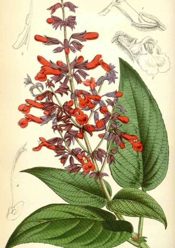 Reproducción/Reproduction 35234987866: Curtis's botanical magazine.. London ; New York [etc.] :Academic Press [etc.]