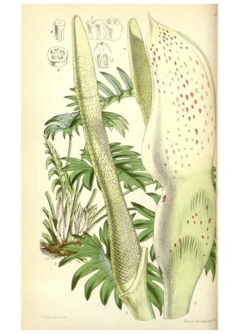 Reproducción/Reproduction 35234989306: Curtis's botanical magazine.. London ; New York [etc.] :Academic Press [etc.]