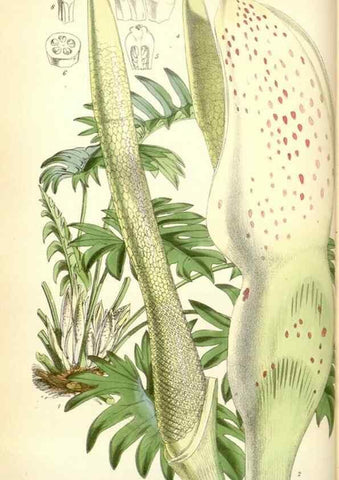 Reproducción/Reproduction 35234989306: Curtis's botanical magazine.. London ; New York [etc.] :Academic Press [etc.]