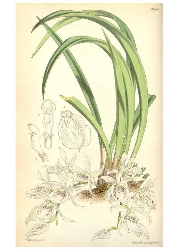 Reproducción/Reproduction 35275496925: Curtis's botanical magazine.. London ; New York [etc.] :Academic Press [etc.]