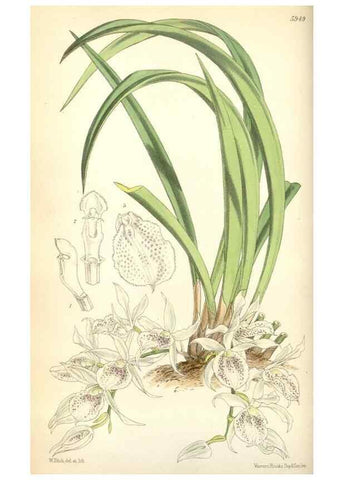 Reproducción/Reproduction 35275496925: Curtis's botanical magazine.. London ; New York [etc.] :Academic Press [etc.]