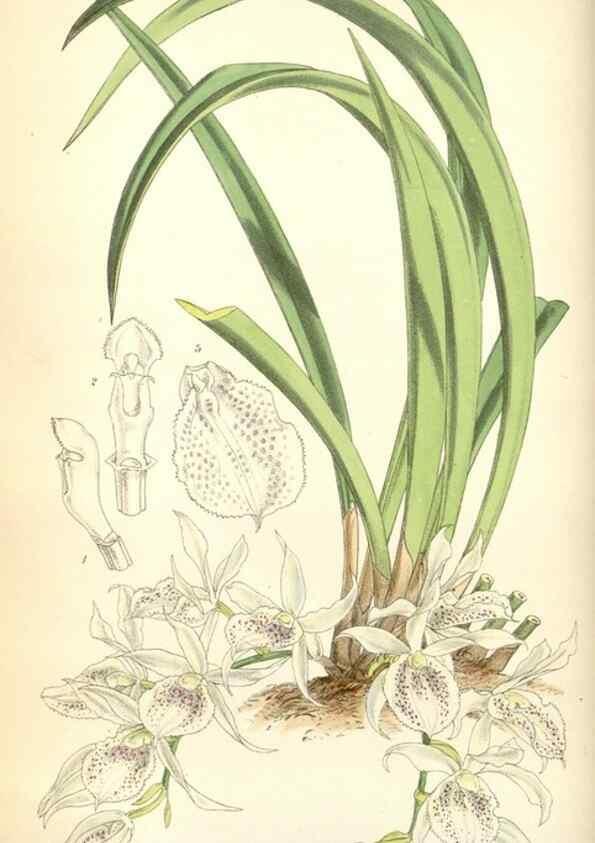 Reproducción/Reproduction 35275496925: Curtis's botanical magazine.. London ; New York [etc.] :Academic Press [etc.]