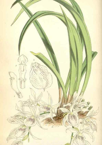 Reproducción/Reproduction 35275496925: Curtis's botanical magazine.. London ; New York [etc.] :Academic Press [etc.]